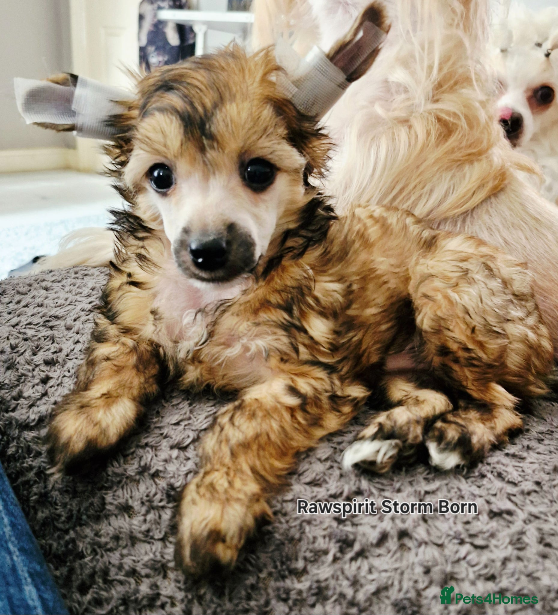 Chinese Crested dogs Kc reg, ready to new home, all paperwork done. - Advert 1