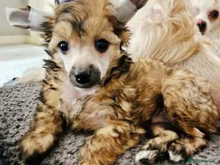 Chinese Crested dogs Meet Your New Best Friend today! - Advert 1