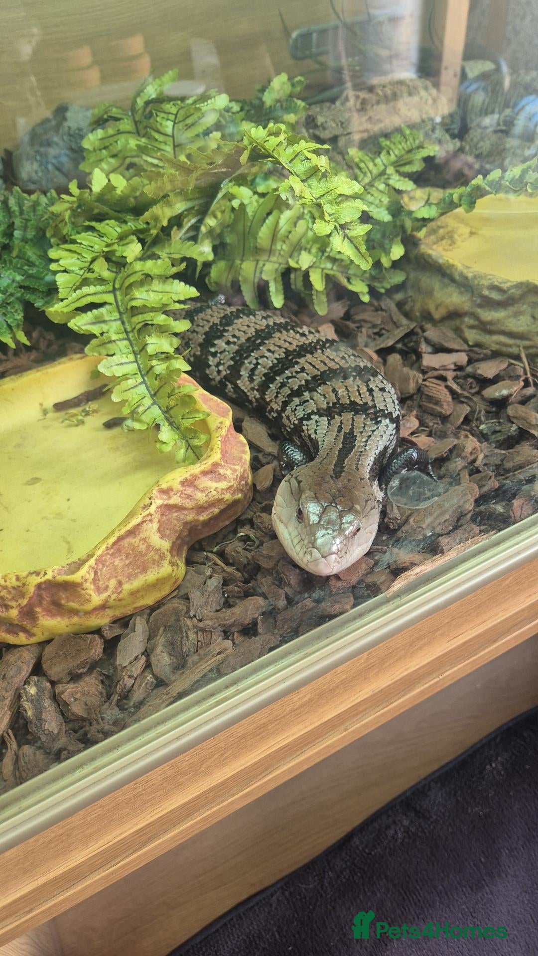 Mixed Breed invertebrates Reptile & bug collection for sale - Advert 1