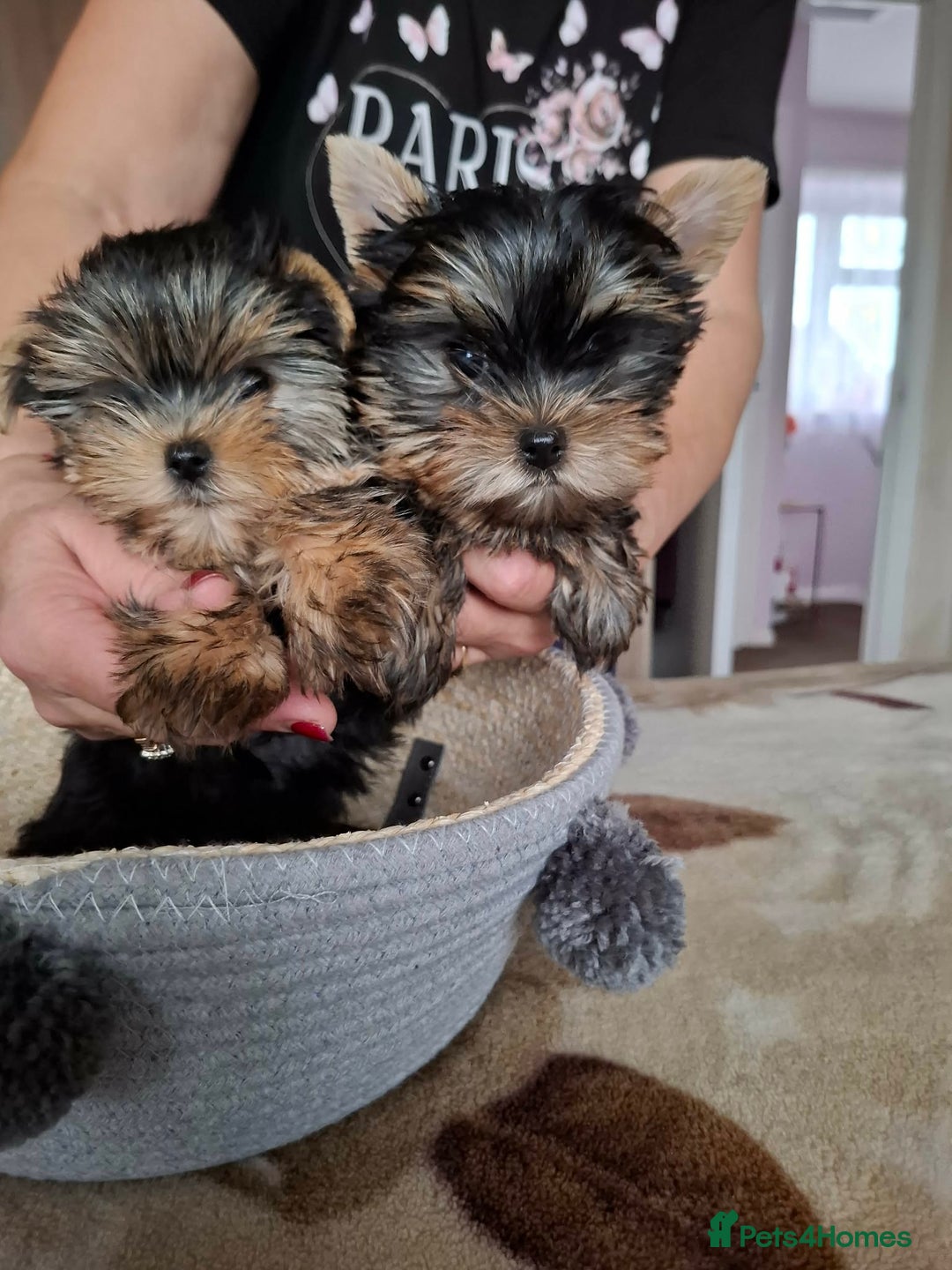 Yorkshire Terrier dogs for sale: Mini Yorkshire Terrier female pups - Advert 7