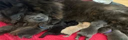 Chow Chow dogs for sale: 18 day old puppies 🩷🩷🩷💙🩷🩷🩷 - Advert 5