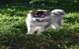 Pomsky dogs for sale: Perfect blue eyed F3 male Pomsky puppy - Advert 8