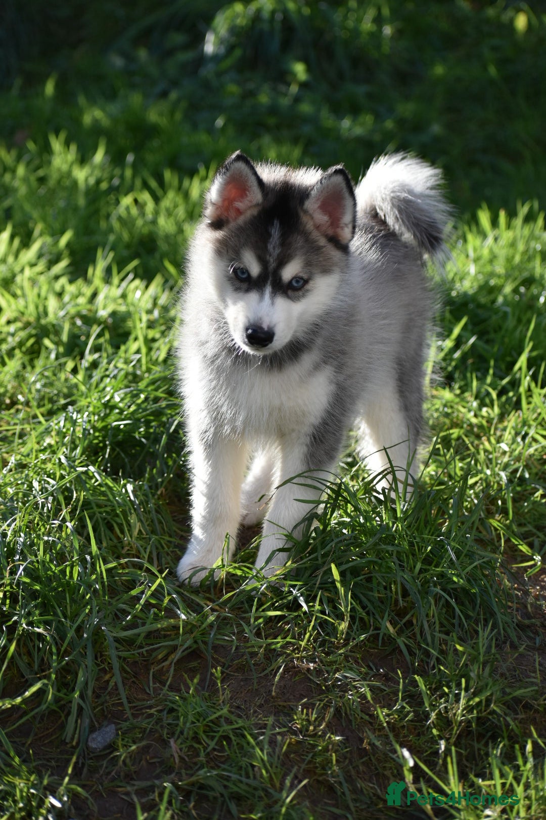 Pomsky dogs for sale: Perfect blue eyed F3 male Pomsky puppy - Advert 8