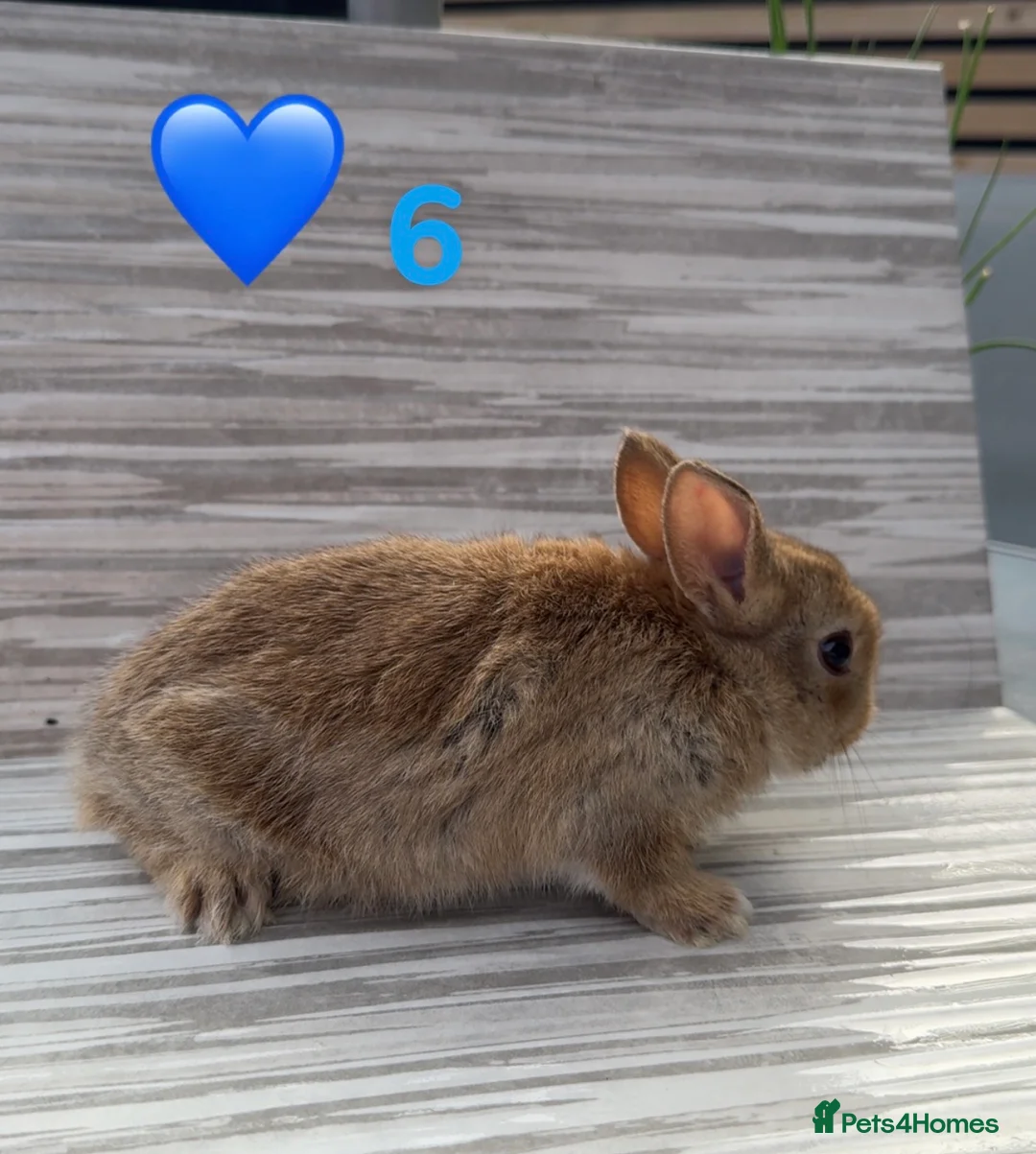Mixed Breed rabbits for sale: Mixed Bunnies ready June 6th - Advert 8