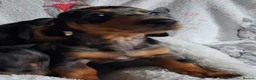 Miniature Dachshund dogs for sale: Stunning Dachshund pups *Ready now* - Advert 17