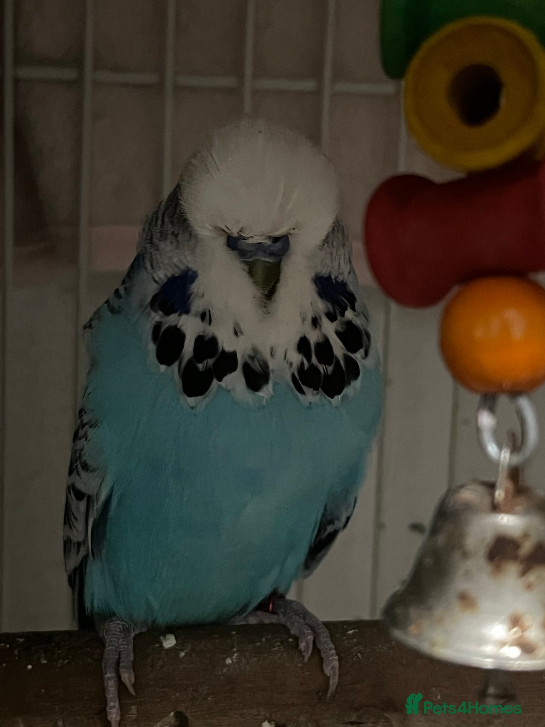 Budgerigars birds for sale: 3 budgies + cage - Advert 2