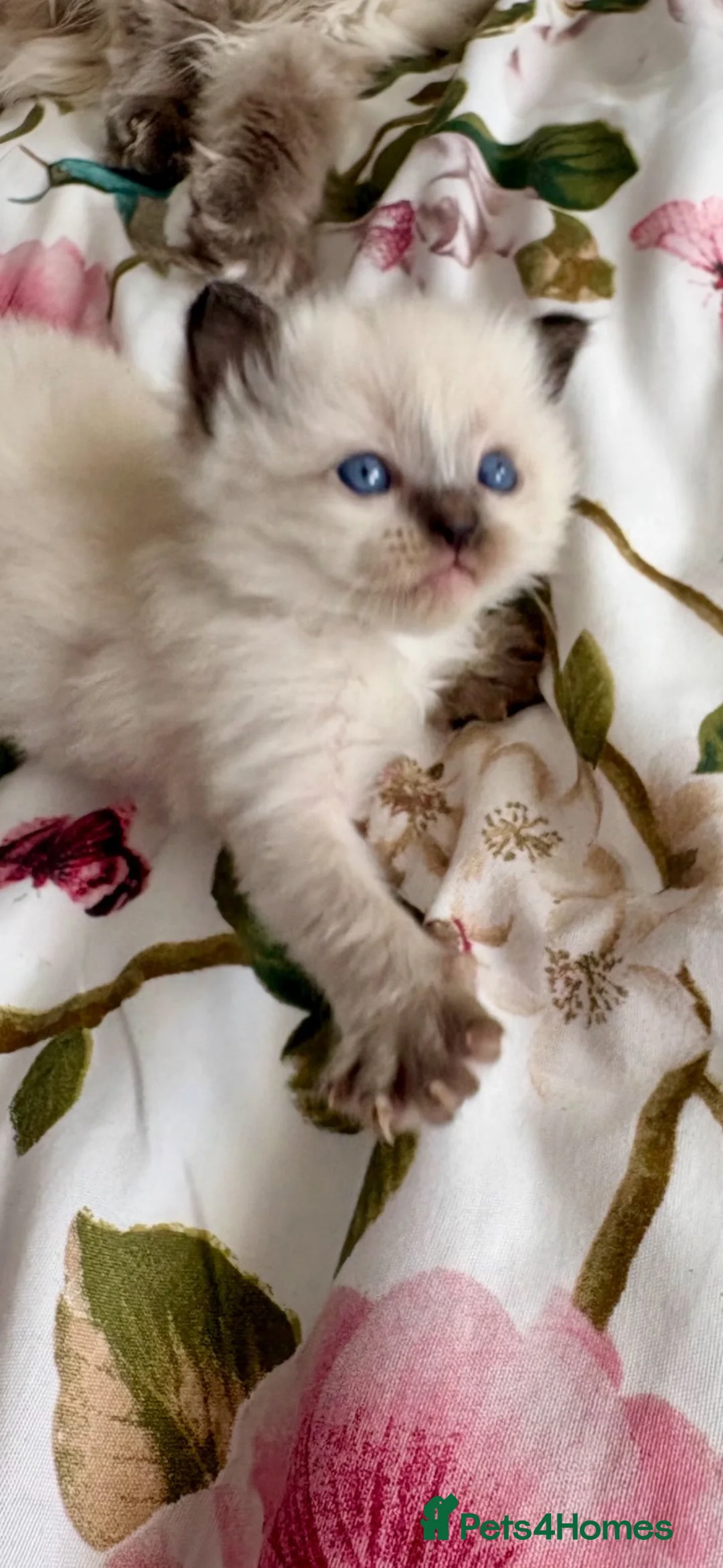 Ragdoll cats for sale: 🦋💙 ADORABLE GCCF BABIES 💙🦋 - Advert 2