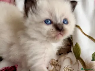 Ragdoll cats 🦋💙 ADORABLE GCCF BABIES 💙🦋 - Advert 3