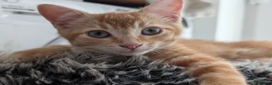British Shorthair 1