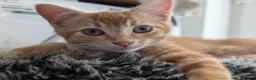 British Shorthair cats for sale: 1 male ginger and 1 female black kitten - Advert 10