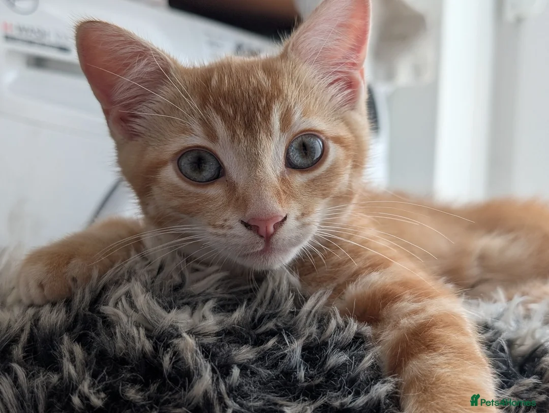 British Shorthair cats for sale: 1 male ginger and 1 female black kitten - Advert 10