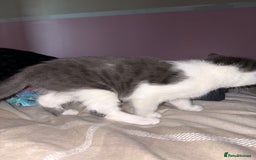 Mixed Breed cats for sale: 3 kitten for sale - Image 3