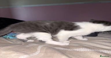 Mixed Breed cats - Advert 7