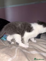 Mixed Breed cats - Advert 13