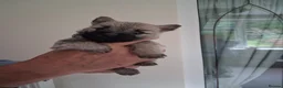 Cairn Terrier dogs for sale: 7 Adorable Cairn Terrier Pups - Advert 19
