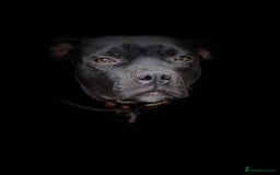 Staffordshire Bull Terrier dogs for sale: Gorgeous Black Boy available from this litter!  - Image 1
