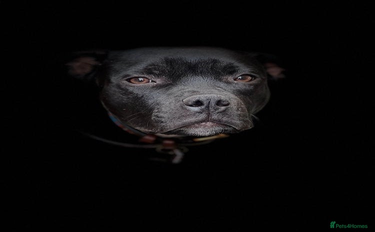 Staffordshire Bull Terrier dogs - Advert 1