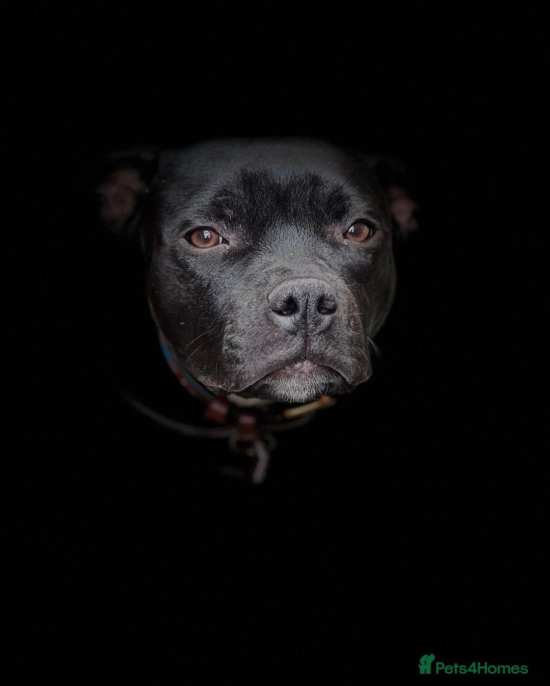 Staffordshire Bull Terrier dogs for sale: Gorgeous Black Boy available from this litter!  - Image 1