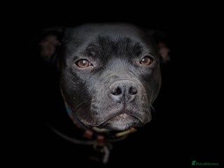 Staffordshire Bull Terrier dogs - Advert 6