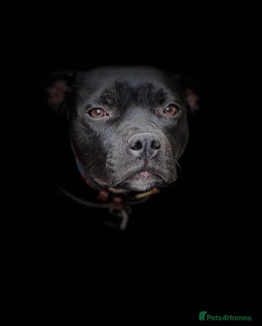 Staffordshire Bull Terrier dogs - Advert 1