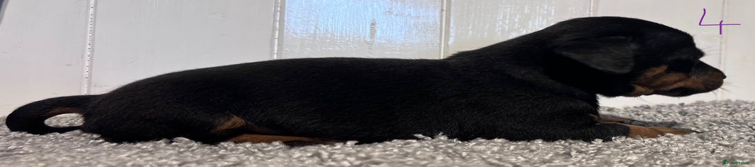 Lancashire Heeler Puppy 4