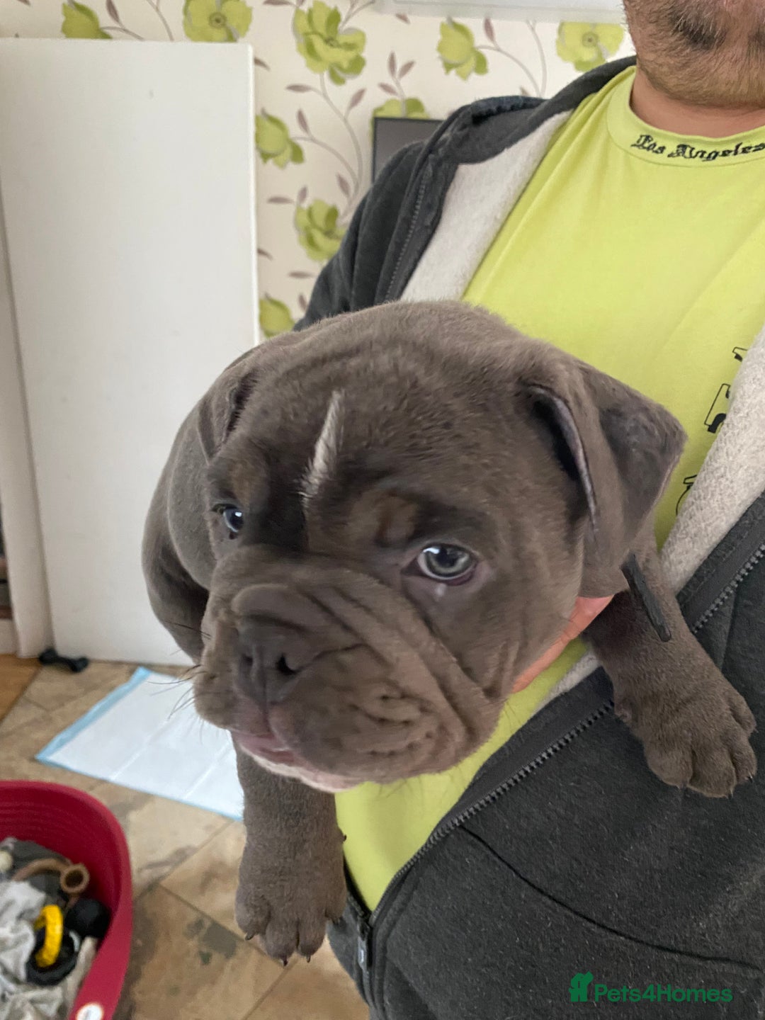 Olde English Bulldogge dogs for sale: 2 male gorgeous olde English Bulldogs - Advert 9