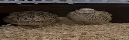 Quail poultry for sale: 2 young Male Coturnix Quail  - Advert 2