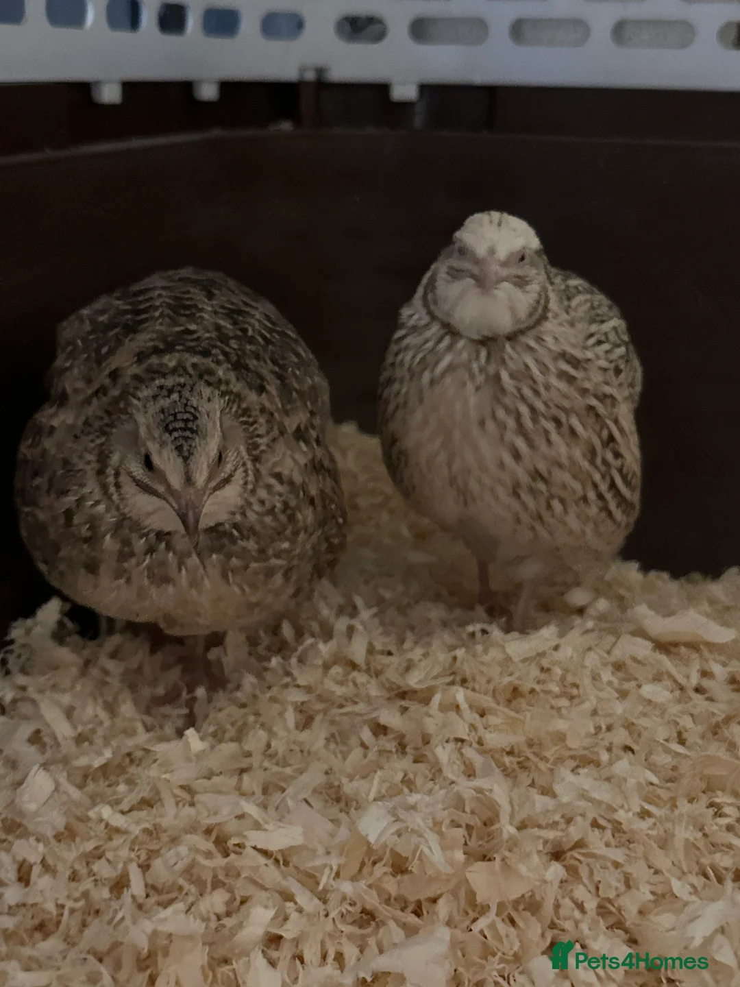Quail poultry for sale: 2 young Male Coturnix Quail  - Advert 2