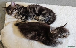 Ragdoll cats for sale: Fluffy Ragdoll X kittens  - Image 4