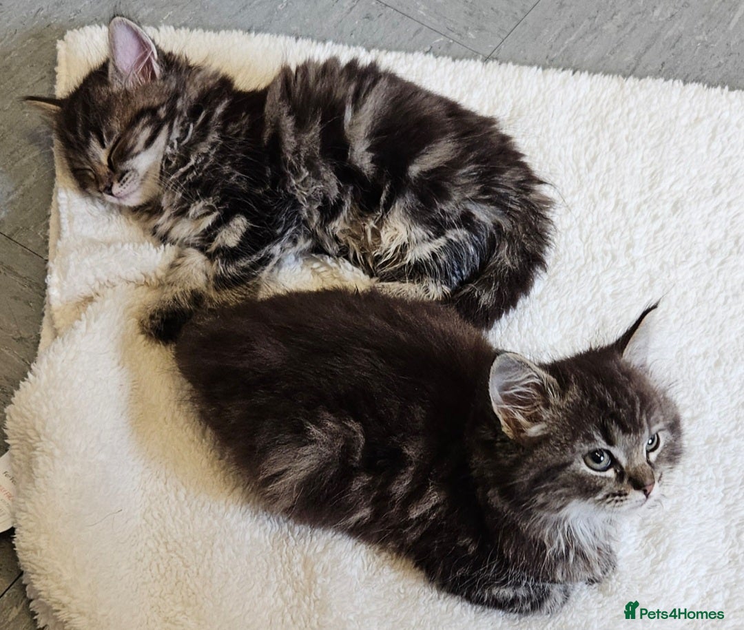Ragdoll cats for sale: Fluffy Ragdoll X kittens  - Image 4