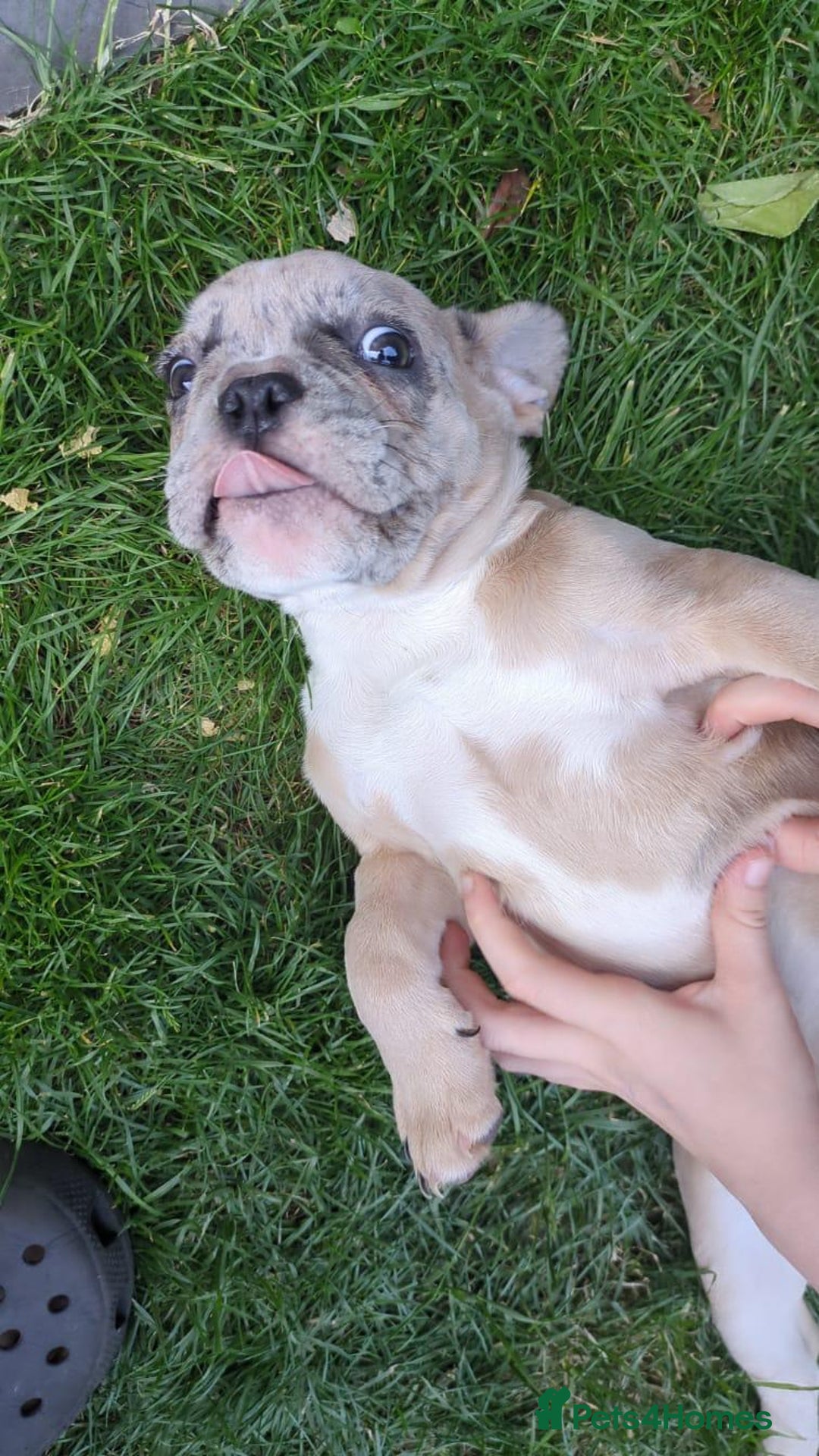 French Bulldog dogs for sale: fluffy carrier French bulldog girls  - Image 3