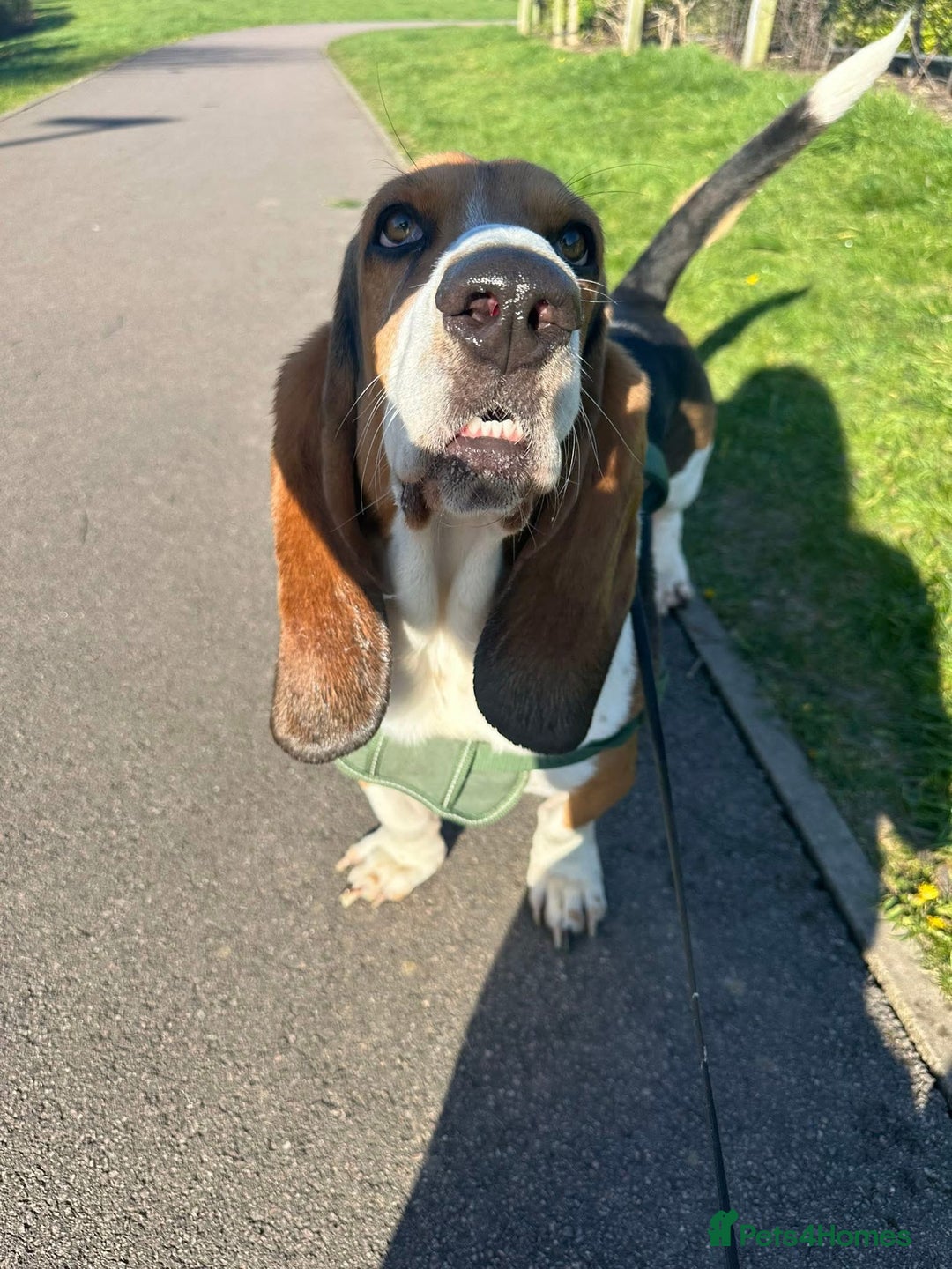 Basset Hound dogs for sale: Basset hound 3 years  - Image 2