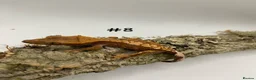 Gecko reptiles for sale: Adult, Juvenile and Lilly White Crested Geckos - Advert 15