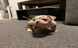 American Bully dogs for sale: Micro Bully puppies for sale!  - Advert 4