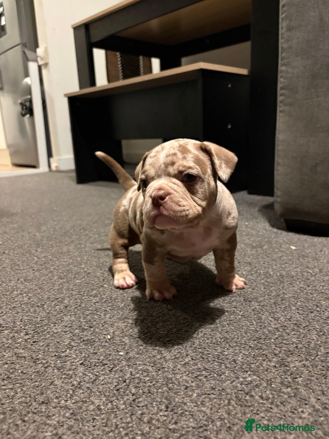 American Bully dogs for sale: Micro Bully puppies for sale!  - Advert 4