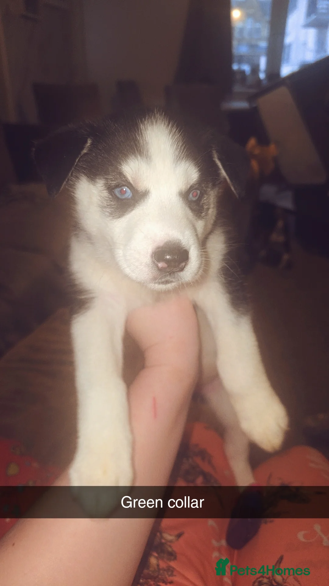 Siberian Husky dogs for sale: 4 siberian husky girl pups  - Advert 3