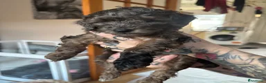 Cockapoo 2