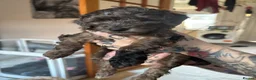 Cockapoo dogs for sale: Mini f1b cockapoos  - Advert 6