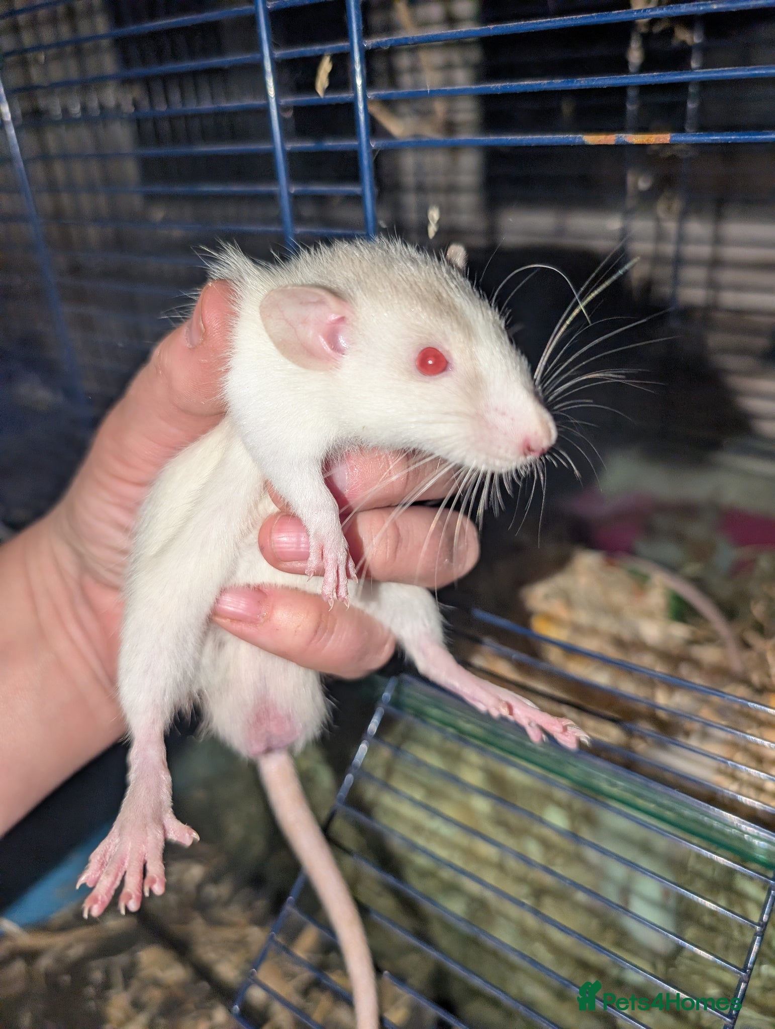 Rat rodents Tame rats  - Advert 3