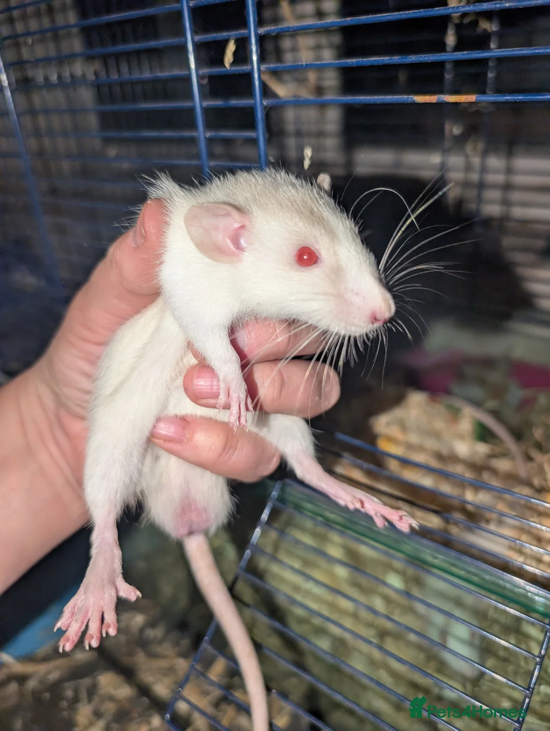 Rat rodents for sale: Tame rats  - Advert 1