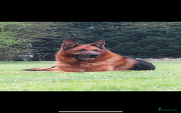 German Shepherd dogs for sale: *Quality GSD puppies for sale - Image 8