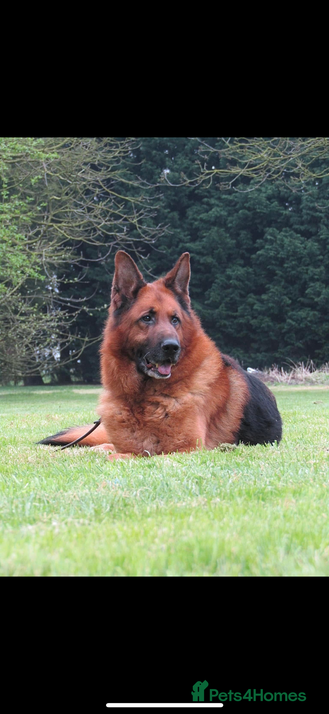 German Shepherd dogs for sale: *Quality GSD puppies for sale - Image 8