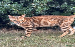 Bengal cats for sale: She very beautiful  - Image 9