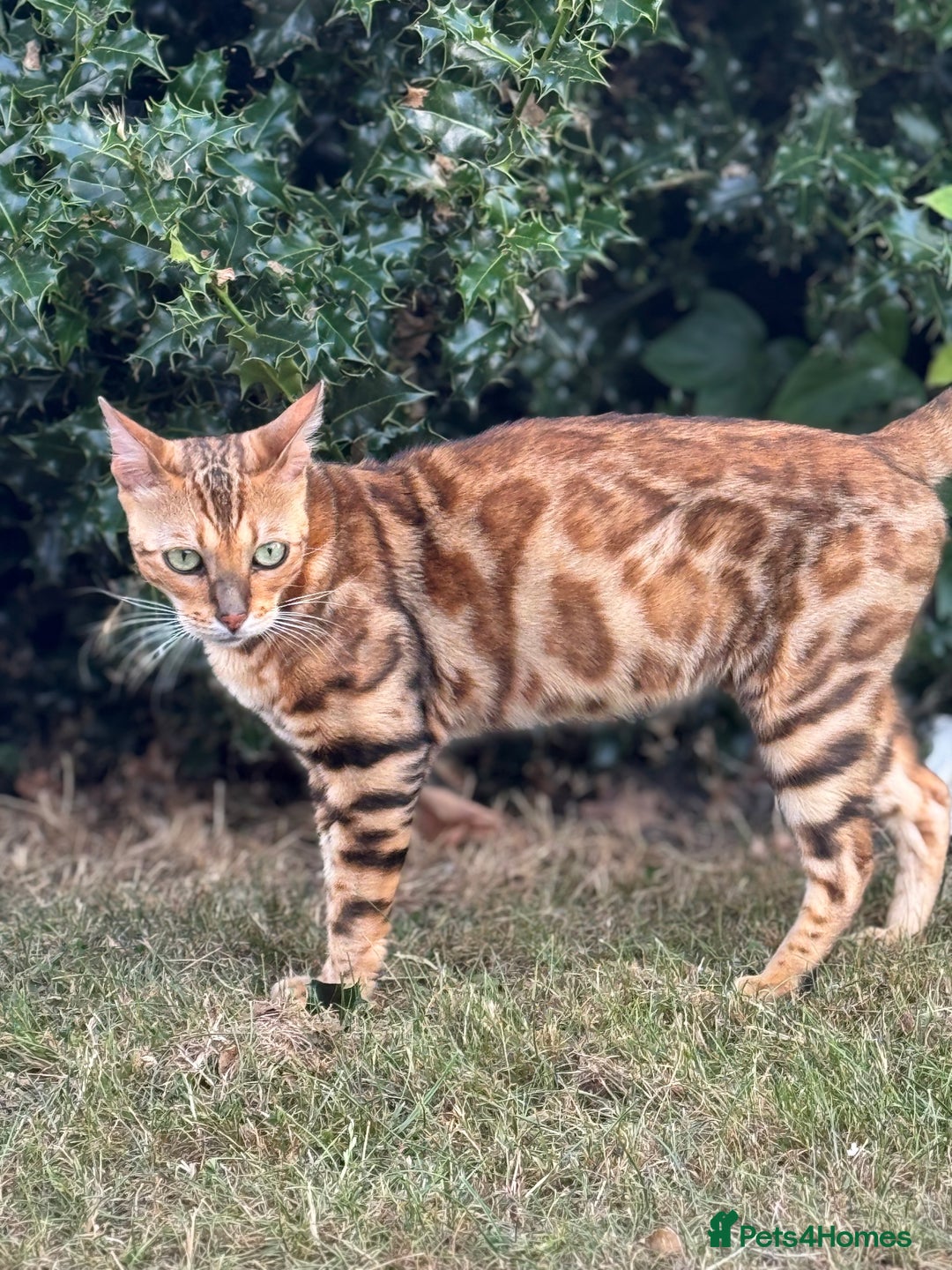 Bengal cats for sale: She very beautiful  - Image 9