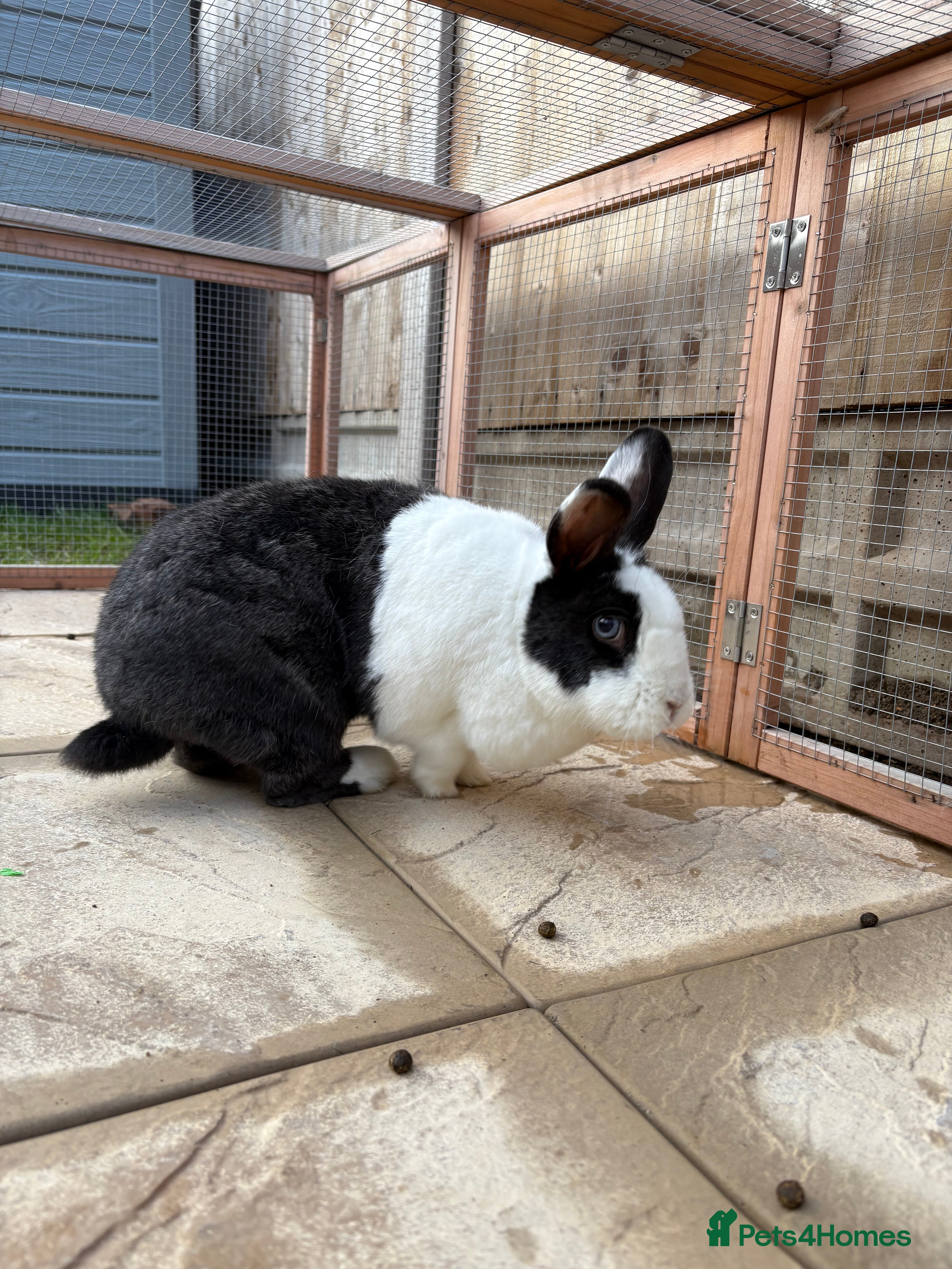 Mixed Breed rabbits Bunnies available for adoption  - Advert 9