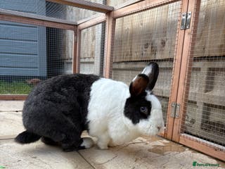 Mixed Breed rabbits Bunnies available for adoption - Advert 9