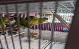 Parrots birds for sale: PARROTLET  - Image 6