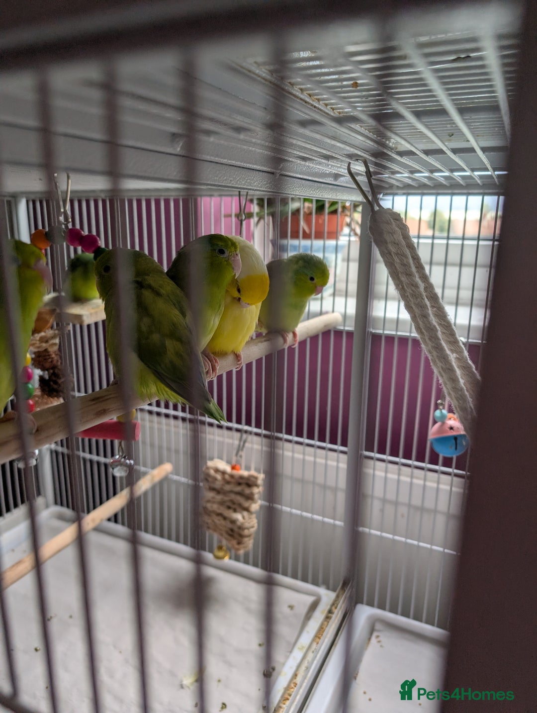 Parrots birds for sale: PARROTLET  - Image 6