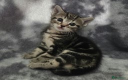 Mixed Breed cats for sale: Mixed breed kittens - Image 10