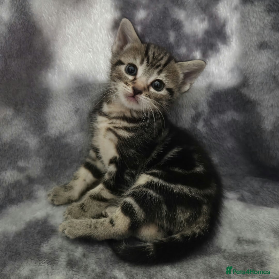 Mixed Breed cats for sale: Mixed breed kittens - Image 10